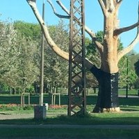 ФОТО: Дерево с латышским орнаментом в парке Победы завернуто в черную пленку (дополнено в 16.55)