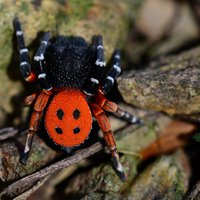 Latvijā atklāj jaunu zirnekļu sugu - mārīšzirnekli