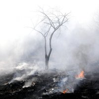 Piektdien Ādažu novadā dzēsts meža ugunsgrēks 13,3 hektāru platībā