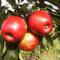 Iecienītākās ābolu šķirnes Latvijā. Kas par tām jāzina?