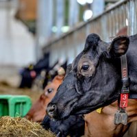 Piensaimniecība 'Kalna Oši' pērn kāpinājusi apgrozījumu par 38,2%