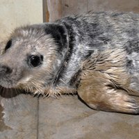 В Юрмале спасли тюлененка; что нужно знать, чтобы не навредить его собратьям