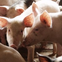 Mēris uzbrūk lielai Lietuvas cūku novietnei; PVD aptur leišu gaļas tirgošanu Latvijā