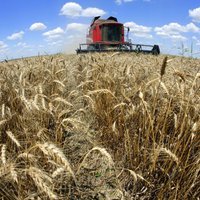 Коалиция договорилась запретить импорт российского и белорусского зерна в Латвию