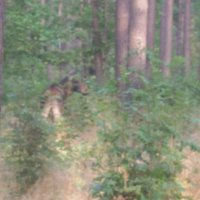 Video: Šmerļa mežā pastaigājas jauns alnis