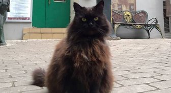 Неизвестные похитили и вернули кота Бегемота из музея 