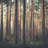 Шведская компания продает обширные лесные угодья в Латвии