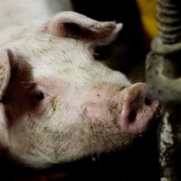 За двое суток на ферме под Салдусом ликвидировано 2300 больных свиней