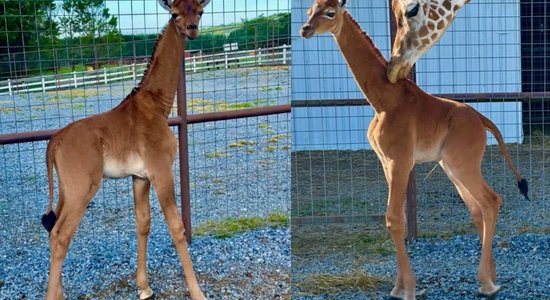 Zooloģiskajā dārzā ASV piedzimis īsts retums – žirafe bez plankumiem