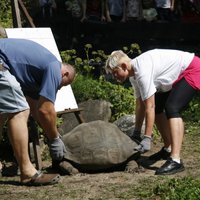 В Рижском зоопарке взвесят галапагосских черепах