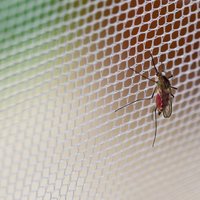 Karš ar odiem. Kā cīnīties ar odu klātbūtni?