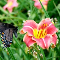 Daiļdārzs ar lidojošajiem ziediem – 22 tauriņus piesaistošās puķes
