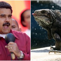'Maduro diēta': Marakaibo apēstas visas iguānas