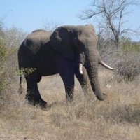 В ЮАР разъяренный слон перевернул автомобиль с туристами