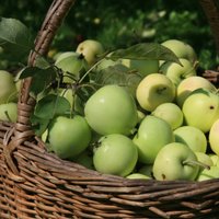 Nenogatavojušos ābolu birums dārzā: ko ar tiem iesākt