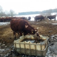 Foto: Nomērdēto govju īpašniece Priekuļu novadā daļu ganāmpulka pārdos