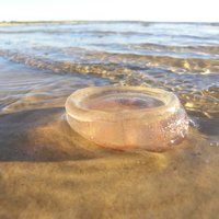 Foto: Ventspils pludmali apsēdušas milzīgas medūzas