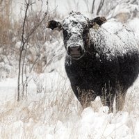 ВИДЕО: Фермерам пришлось экскаватором откапывать из-под снега домашний скот