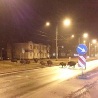 ФОТО, ВИДЕО: Осторожно - по улице Бривибас разгуливает стадо кабанов (+ комментарий)