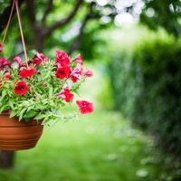 Populārāko vasaras puķu pārziemošana: ieteikumi un knifiņi augu saglabāšanā