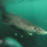Ko Karību jūrā meklēja 'aizvēsturiska' haizivs no Arktikas ūdeņiem