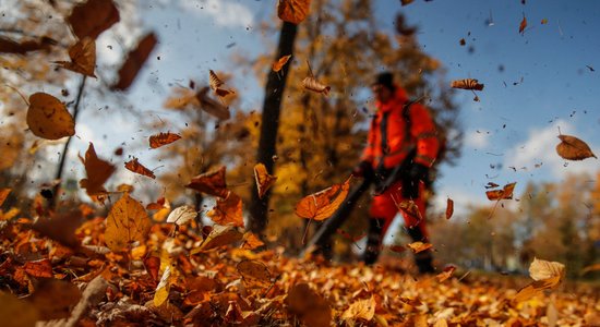 Пункты сбора листьев в Риге возобновят работу 25 ноября