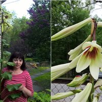 Kardiokrīnija – trīsmetrīga lilija, kas zied reizi mūžā