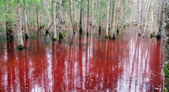ФОТО. Болотные озера национального парка Соомаа в Эстонии окрасились в ярко-красный цвет