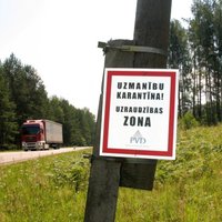 Свиную чуму не победить, пока в Латвии существует крупная популяция кабанов