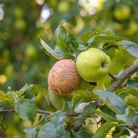 Яблоки гниют еще на ветках — почему это происходит и что делать, чтобы этого избежать