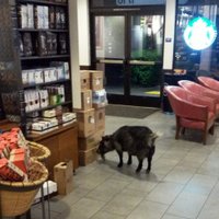 Kalifornijā policijai nākas glābt 'Starbucks' kafejnīcā ieklīdušu kazu