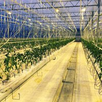 Foto: Zemnieku saimniecības 'Kliģeni' siltumnīcās iestādīti pirmie tomātu stādi