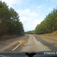 Stindzinošs video: Stirna izlec uz ceļa braucoša auto priekšā