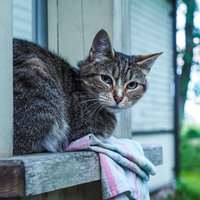 'Ulubele' lūdz palīdzību kaķu dārza izveidei