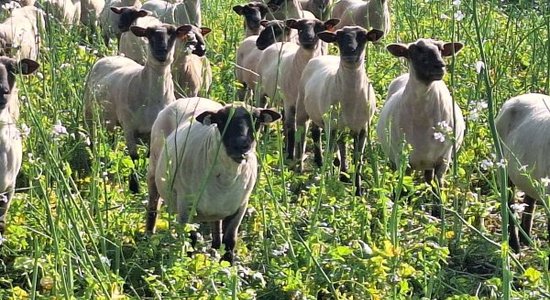 Sāpes, kas vilka uzbrukuma laikā jāpacieš aitai, ir briesmīgas