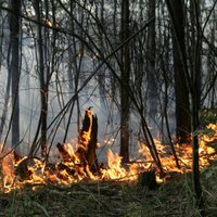 Под Олайне загорелся лес, в Риге пожарные тушили тростник