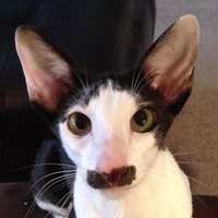 Vēl viens kaķis pārsteidz ar 'Hitlera ūsām'