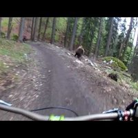 Video: Lācis jož pakaļ kalnu riteņbraucējiem