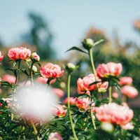 Foto: Kalsnavas arborētumā pasakaini krāšņi zied peonijas