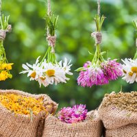 Ārstniecības augu dārziņš piemājas pagalmā – praktiski ieteikumi un pieredze