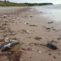 ФОТО: "Их сотни!" Пляж Лабрага усеян мертвой рыбой