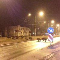 Rīgas meži: кабаны на улице Бривибас – не уникальный случай