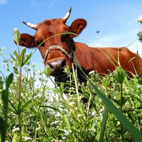 Zemnieki: Lietuvieši lauž piena iepirkuma līgumus, cenas krīt, jālūdz atbalsts ES
