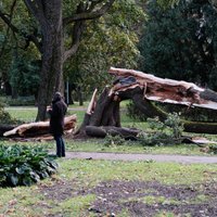 AS 'Sadales tīkls': novērsti vairāk nekā 800 vētras bojājumi