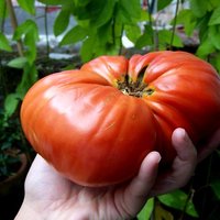 Grobiņā izaudzis teju pusotru kilogramu smags tomāts