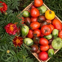 Novākti agrāk: kā nogatavināt zaļos tomātus un papriku