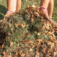 Izmanto lapkriti savā labā: kā rudens lapas izmantot dārzā