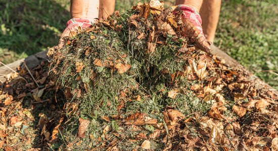 Izmanto lapkriti savā labā: kā rudens lapas izmantot dārzā