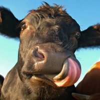 Пропавшая корова нашлась в соседском сарае в виде туши