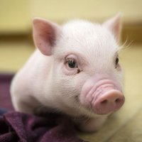 Фермерским хозяйствам больше не грозит ликвидация свиней из-за АЧС